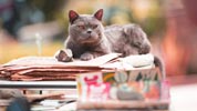 MURDER OF A CAT